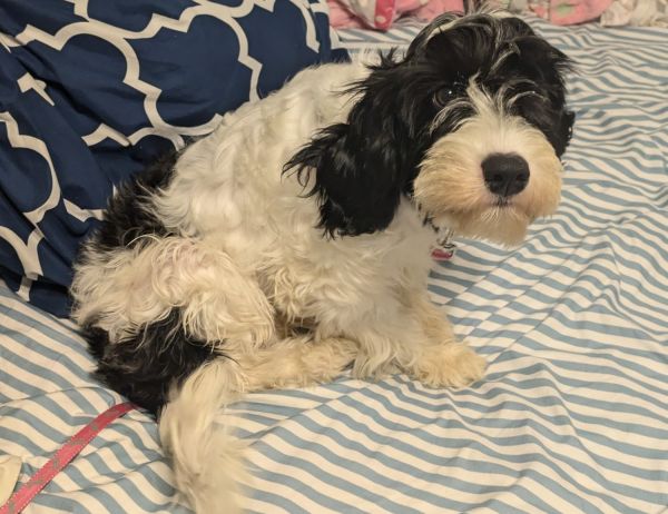 Cavapoo Puppy for Sale