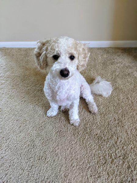 Rehoming 1 Year Old Male Cavapoochon