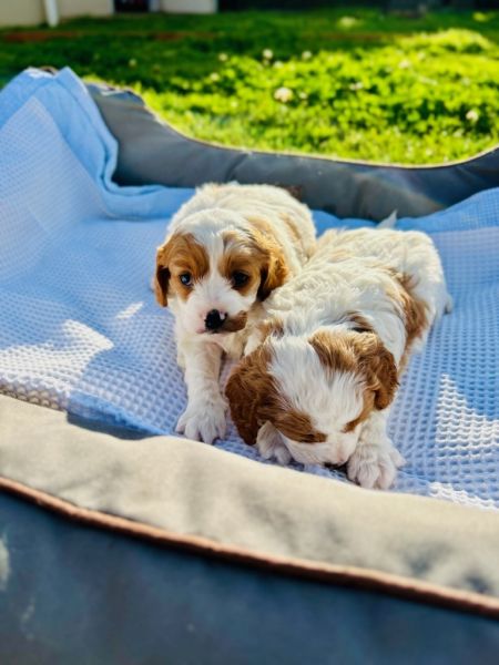 Gorgeous Cavoodle Pups Ready for their forever home!
