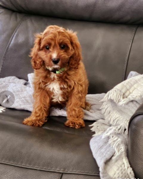 Cavapoo puppies 4 sell