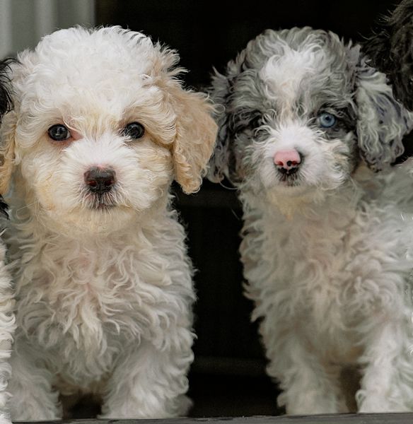 Cavapoo liter coming in the spring of 2025