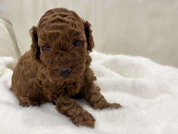 Male Ruby RED Toy Cavoodle