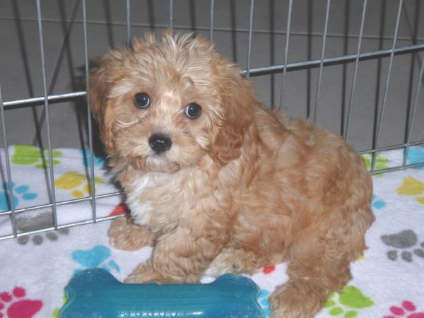 Male Cavapoo Puppy