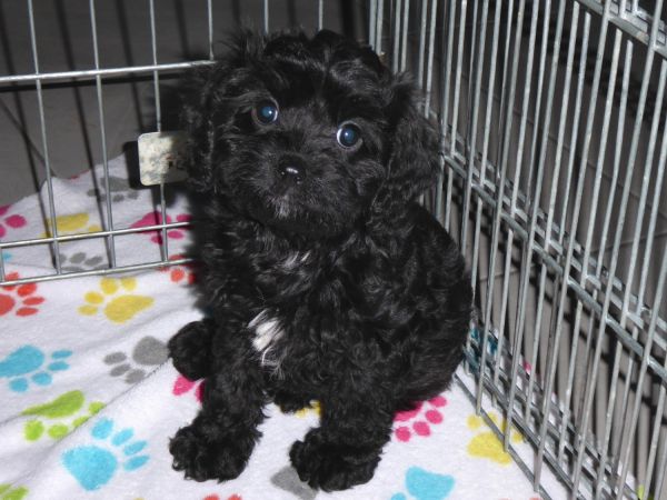 Female Cavapoo Puppy