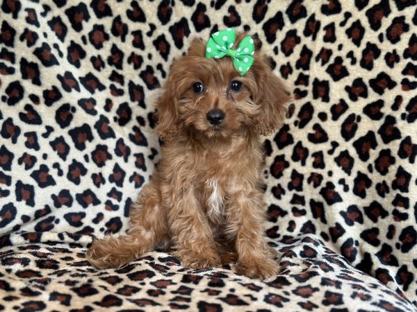 Laura-female cavapoo