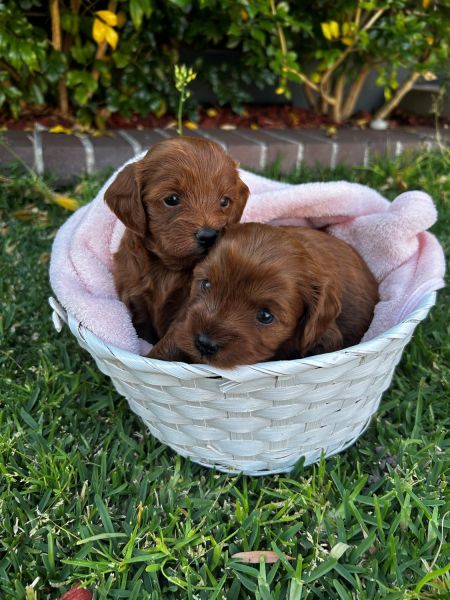 Cavoodle Puppies Await