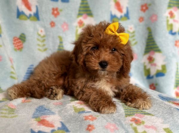 Shawny-female cavapoo
