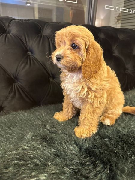 Toy Cavoodle