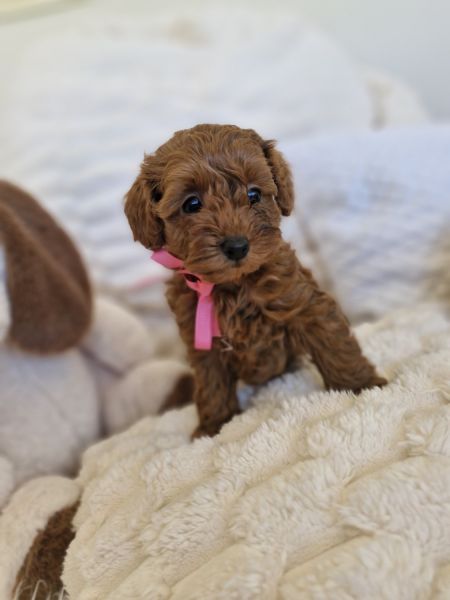 Ruby red cavoodle puppies