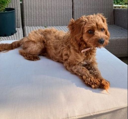 Gorgeous Cavoodle girl