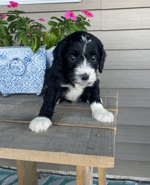 Adorable Cavapoo puppies