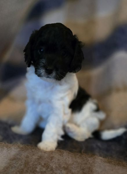 Lizzy F1b Cavapoo Puppy
