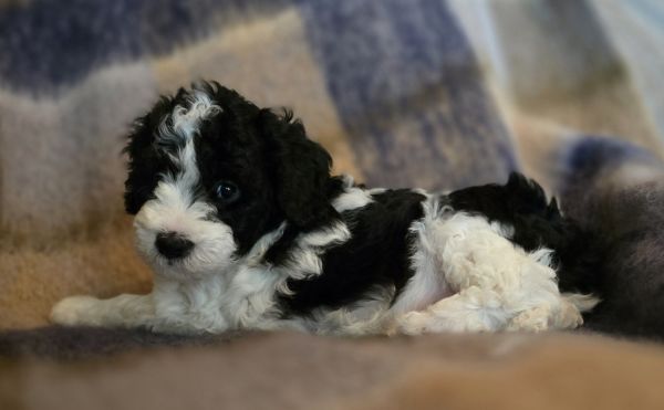 Logan Beautiful F1b Cavapoo Puppy
