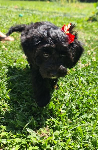 F1 Coovoodle (FEMALE)