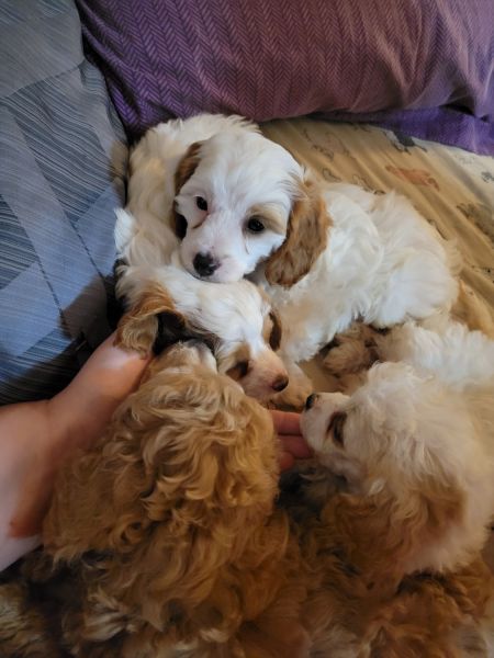 Cavapoo pups