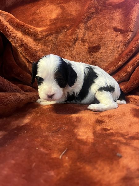 Cavapoo puppies ready for their forever homes