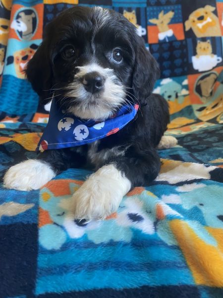 F1B Cavapoo Puppies