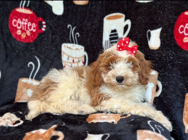 Rome-female cavapoo