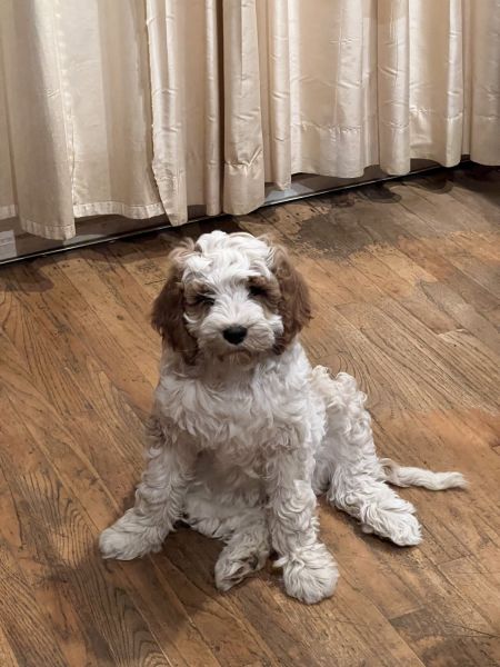 Cavapoo Male