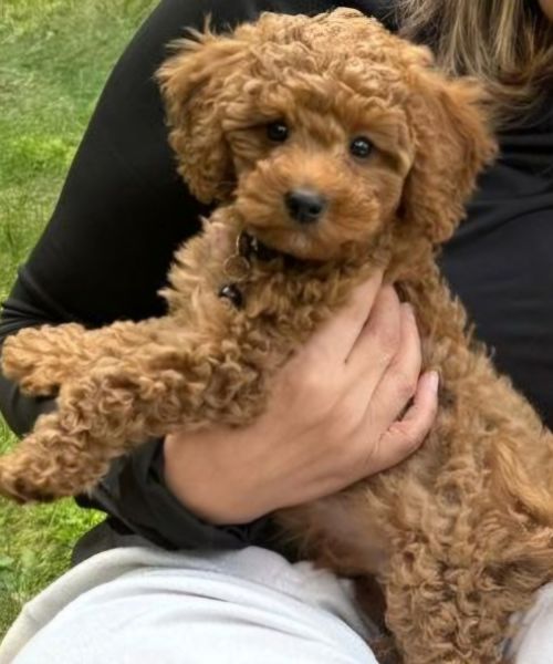 Cavapoo puppy for sale