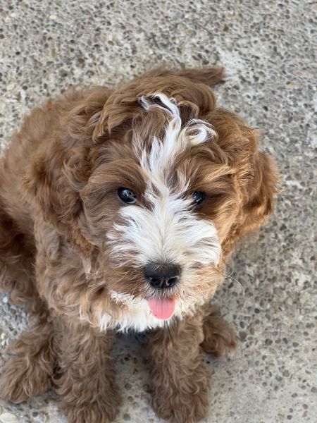Cavapoo Male