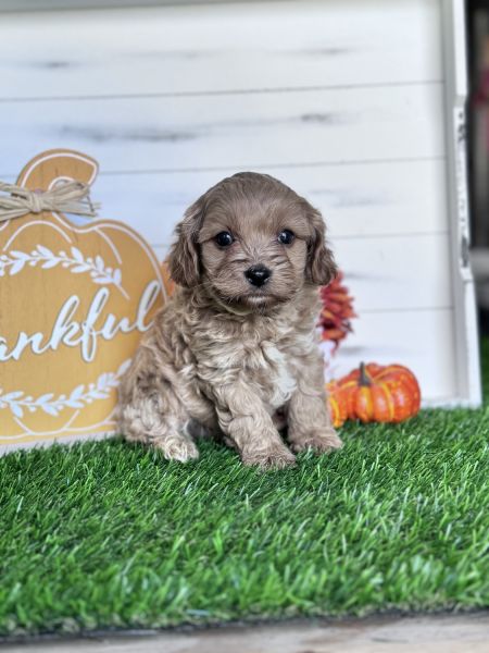 Toy Cavapoo