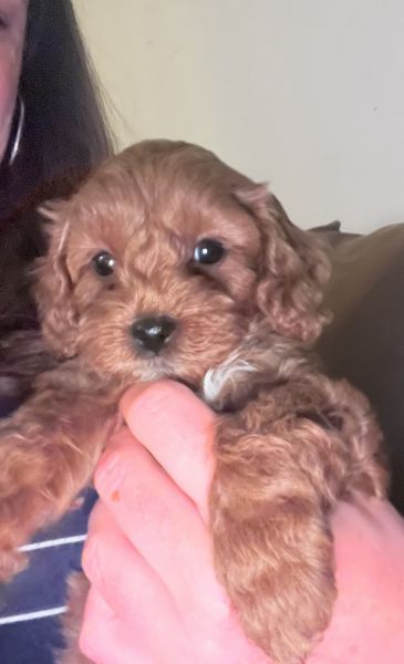 Adorable Puppies for sale