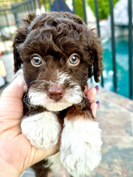 Blue Eyes, Chocolate, Red, & white unique Doodle!