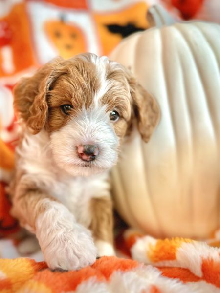 Handsome, Sweet boy with hidden merle!