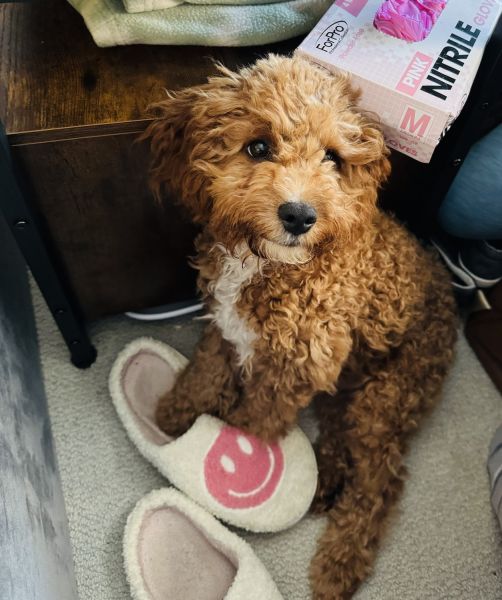 Cavapoo Puppies for sale!!**ONLY 1 LEFT!!***