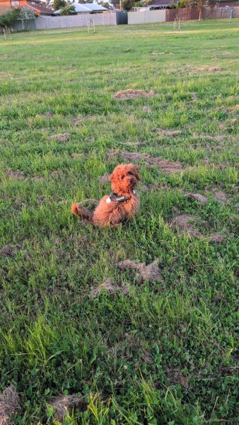 Cavoodle puppy for sale (6 months old)