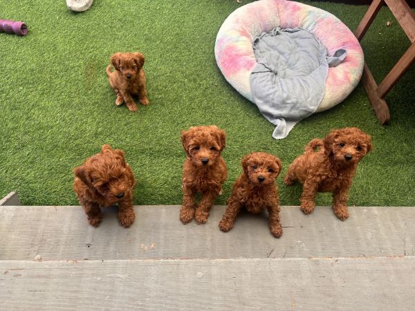 Ruby f1b Cavoodle Puppies