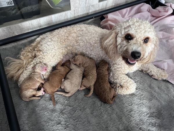 Cavoodle puppies