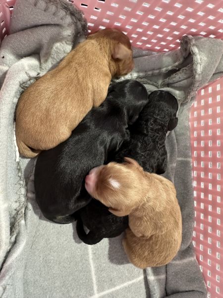Cavoodle Puppies