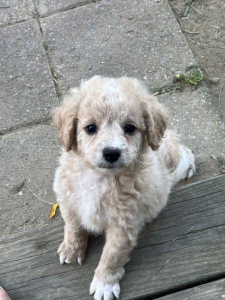 F1b Cavapoo