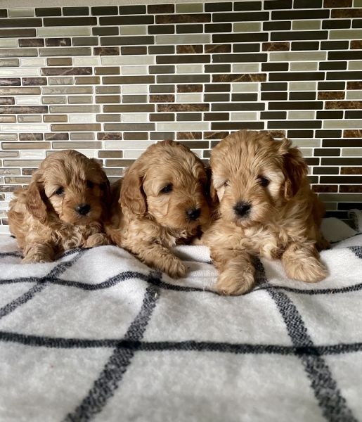 Cavapoo puppies