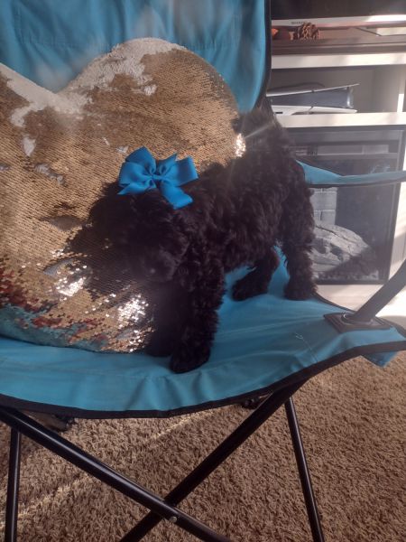 Absolutely gorgeous cavapoo puppy