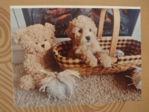 Absolutely cute and playful cavapoo puppy.