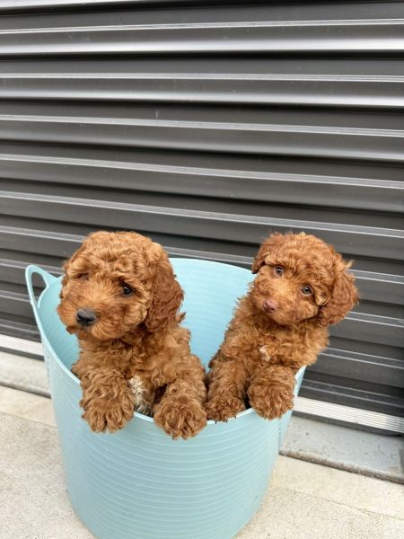 2 cavoodle ruby red puppies