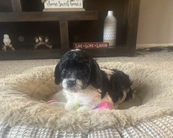 Cavapoo puppies