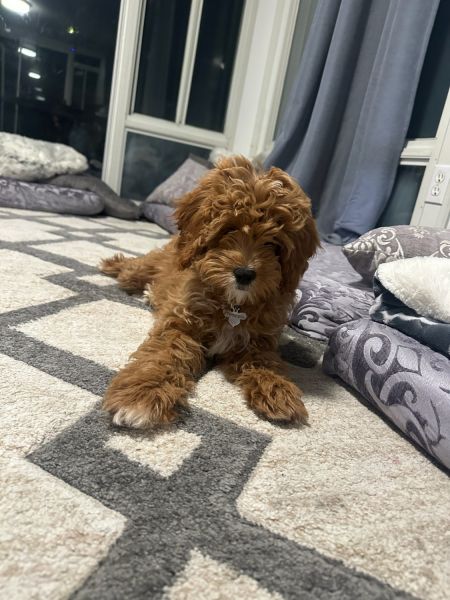 Cavapoo puppy for sale!