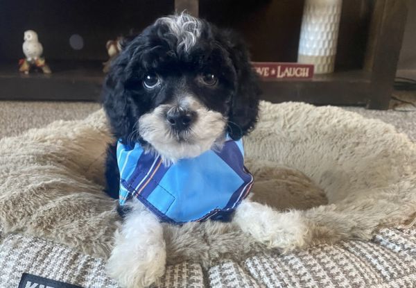 Beautiful Cavapoo puppies