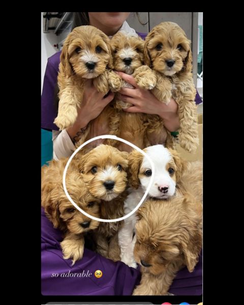 Cavoodle Puppies 8 weeks