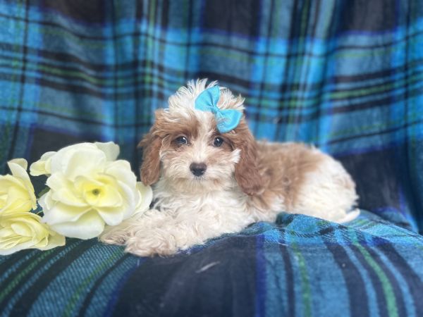 Carsyn-male cavapoo