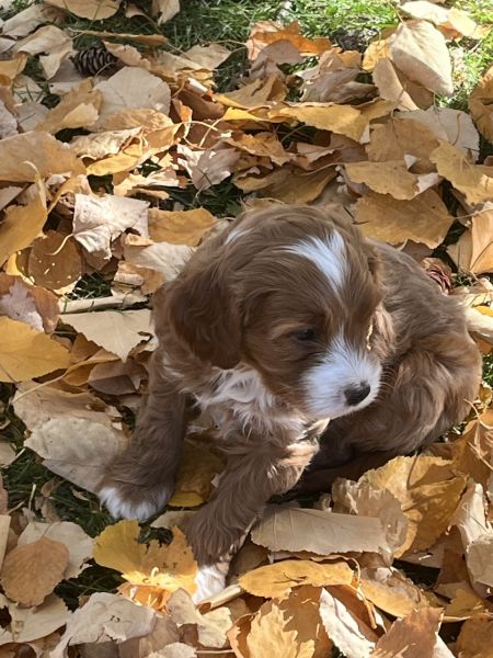 Cavapoo Puppies 9 weeks old