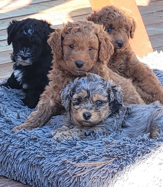 Adorable Cavapoo Pups