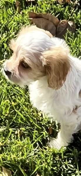 Male Cavapoo