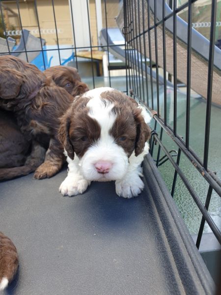 Preselling 7 cavoodle/ cavalier puppies