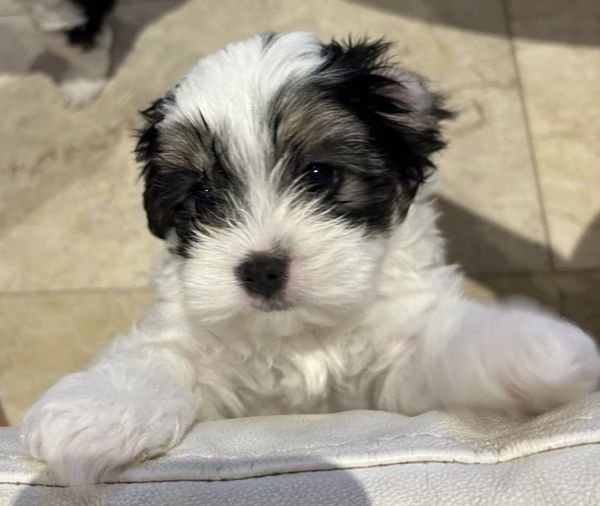 Caboodle X Shoodle Puppies Looking for their forever home