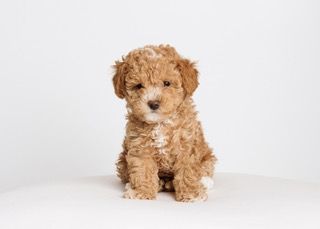 Toy Cavoodles
